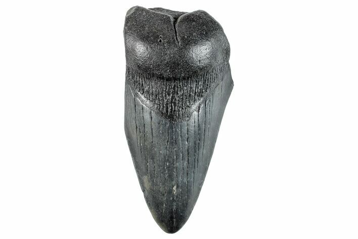 Partial Megalodon Tooth - South Carolina #268615